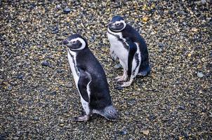 Pinguine im Beagle-Kanal in Uschuaia, Argentinien