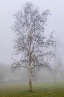 Silber Birke im Winter Nebel foto