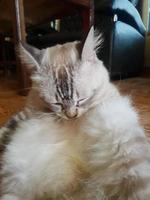 gesund und süß grau Katze foto