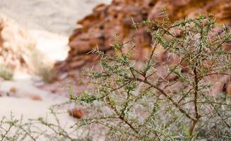 grüner Strauch in der Wüste foto