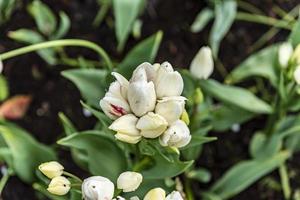 hübsche weiße Frühlingsknospen foto