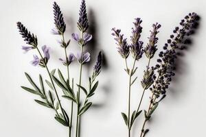 Lavendel Blumensträuße auf Weiß Hintergrund. Illustration ai generativ foto