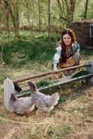 Frau Farmer lächelt Einspeisungen Vögel Hühner organisch Essen zum Vogel Gesundheit und gut Eier und Pflege zum das Umfeld, Sonnenuntergang Licht foto