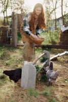 Frau Einspeisungen Hühner organisch Essen zum Vogel Gesundheit und gut Eier und Pflege zum das Umgebung foto