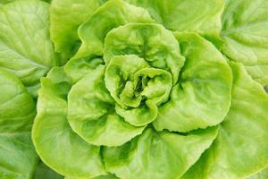 Butterkopf Grüner Salat Nahansicht foto