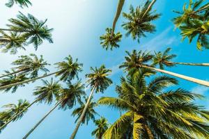 schöne Kokospalme auf blauem Himmel foto