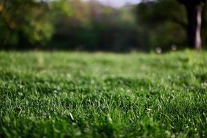 frisch Grün Gras im ein alpin Wiese im Sonnenlicht foto