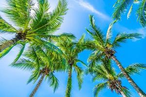 Kokospalme auf blauem Himmel foto