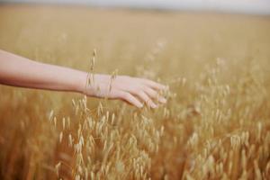 weiblich Hand draußen Landschaft Weizen Ernte Natur foto