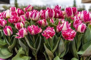 schöne rosa Frühlingsblumen foto