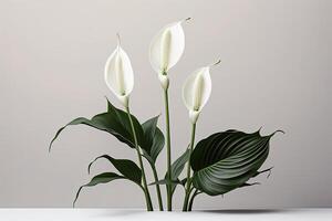 Blumen- Komposition von Spathiphyllum Frieden Lilien Blume. Illustration ai generativ foto