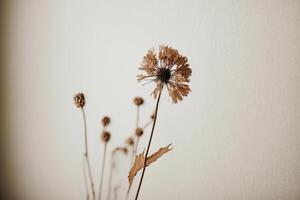 trocken Blume mit ein Beige leeren Mauer. Illustration ai generativ foto