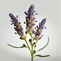 Lavendel Blume auf das Weiß Hintergrund. generativ ai foto