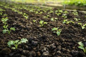 organisch Gemüse Garten wachsend Gemüse natürlich ohne schädlich Chemikalien und Pestizide foto