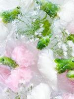 Nelke, Garten Blumen gefroren im Eis. Hintergrund foto