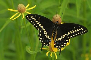 schwarz Schwalbenschwanz Schmetterling auf Gelb Sonnenhut foto