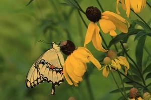 Riese Schwalbenschwanz Schmetterling auf Gelb Sonnenhut foto