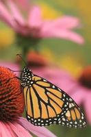 Monarch Schmetterling auf Sonnenhut foto