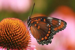 rot entdeckt lila Schmetterling auf lila Sonnenhut foto