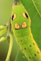 Gewürzbusch Schwalbenschwanz Schmetterling Raupe foto