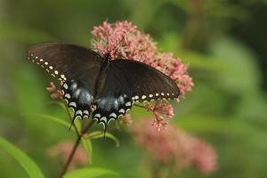 Gewürzbusch Schwalbenschwanz Schmetterling auf Joe pie Gras foto