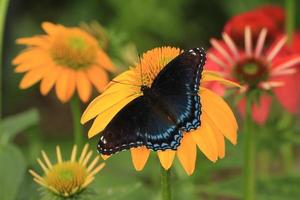 rot entdeckt lila Schmetterling auf Sonnenhut foto