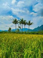 Landschaft von Weizen Feld Bauernhof Feld und Blau Himmel. foto