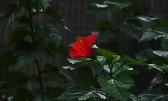 frisch rot Blume mit Grün botanisch Blätter Hintergrund Foto isoliert auf Landschaft Vorlage. Parks oder draussen beruhigend thematisch Bild.