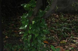 frisch Grün botanisch Blätter Hintergrund Foto isoliert auf Landschaft Vorlage. Parks oder draussen beruhigend thematisch Bild. ästhetisch elegant Schwingungen.