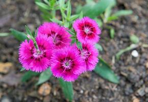 kleiner Finger Blume Blühen foto