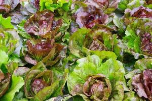 Butterkopf Grüner Salat Nahansicht foto