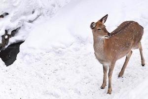 wild Hirsch im das Schnee abgelegt foto