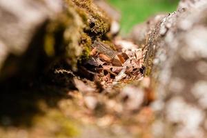 braune Blätter im Herbst foto