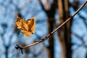 Herbst Blätter auf ein Ast im das Sonnenlicht Nahansicht foto