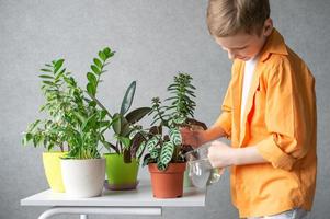 ein süß Junge nimmt Pflege von Innen- Grün Pflanzen. Bewässerung Blumen foto