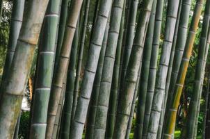Nahaufnahme der Bambusrinde