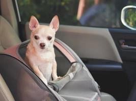 glücklich braun kurz Haar Chihuahua Hund Stehen im Haustier Träger Rucksack mit geöffnet Fenster im Auto Sitz. sicher Reise mit Haustiere Konzept. foto