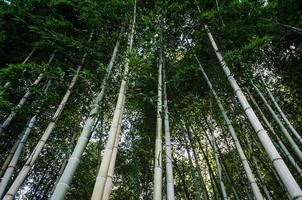 Bambus hochschauen