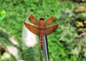 braun Libelle thront auf ein Blatt. foto