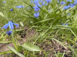 Frühlingsblumen auf der Wiese foto