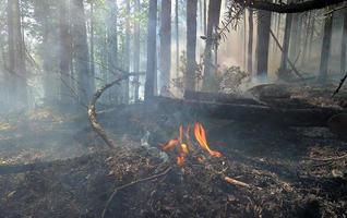 Wald Feuer. gefallen Baum ist verbrannt zu das Boden ein Menge von Rauch wann Wildfeuer foto