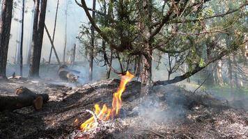 Wald Feuer. gefallen Baum ist verbrannt zu das Boden ein Menge von Rauch wann Wildfeuer foto