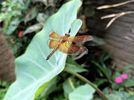 braun Libelle thront auf ein Taro Blatt foto