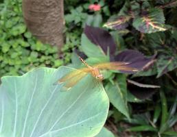 braun Libelle thront auf ein Taro Blatt foto