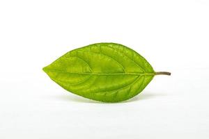 grünes Blatt lokalisiert auf weißem Hintergrund foto