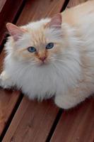 blauäugige Katze, die auf Holzboden ruht foto