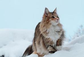 eine schöne norwegische Waldkatze, die auf einer hohen weißen Schneeverwehung sitzt