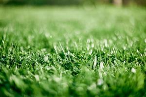 frisch Blätter von jung Grün Rasen Gras Nahaufnahme, Kleeblatt und Mikro Kleeblatt Sprossen zum Landschaft Design und Garten Landschaftsbau. Ökologie und Pflege zum Natur wie ein Weg von Leben foto