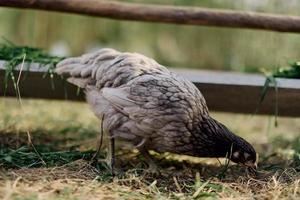 ein grau Henne picken beim frisch organisch Futter von ein Bauernhof Feeder während Stehen auf Grün Gras im das Natur foto