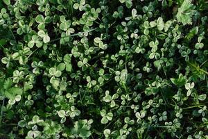 Kleeblatt Gras Blätter sind Grün und frisch Schuss Nahansicht von das Rasen. das Konzept von Pflege zum das Umgebung und das Planet foto